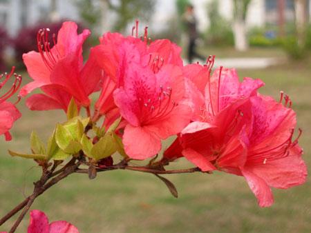 十大名花之一“杜鹃花”, 学会养护技术，四季开花，叶绿花红！