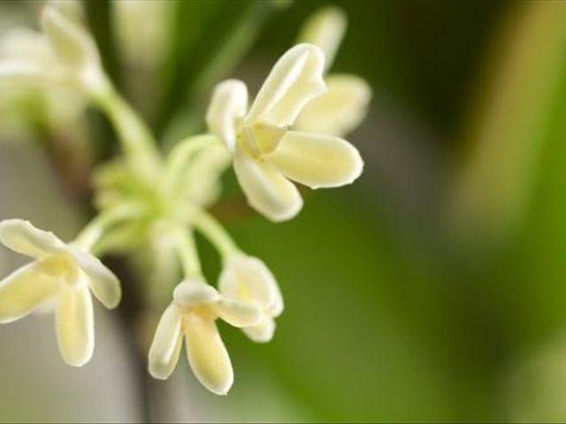 熟记桂花的“四怕”，养护时就可以让你的桂花枝繁叶茂，爆盆生长