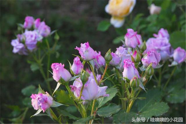 月季开花容易，爆笋太难！用这招，爆笋冒芽停不下，笋粗芽壮！