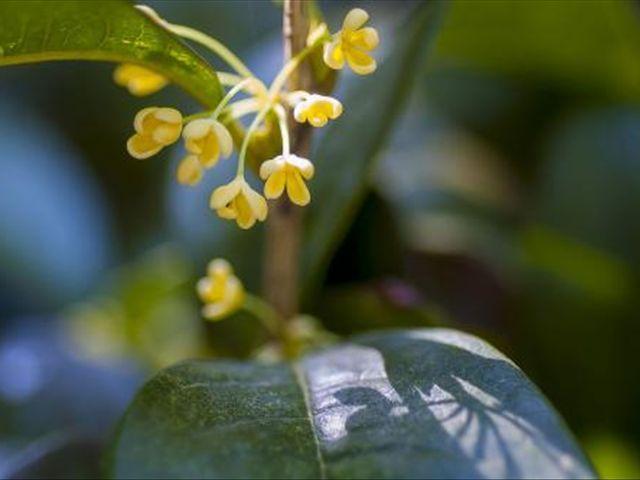 熟记桂花的“四怕”，养护时就可以让你的桂花枝繁叶茂，爆盆生长