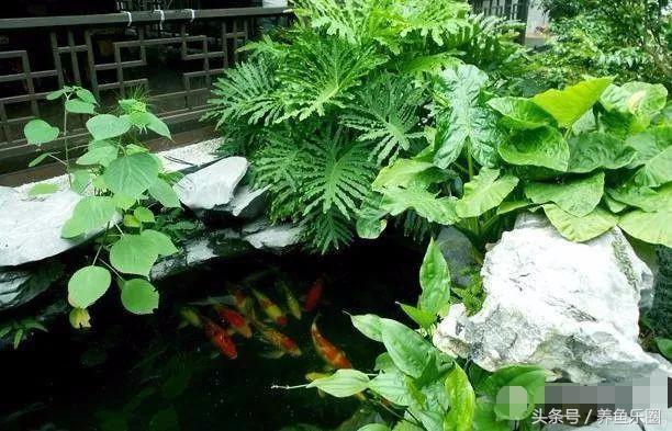 用十几年的庭院鱼池设计经验，和你谈谈庭院锦鲤梦是如何实现的！