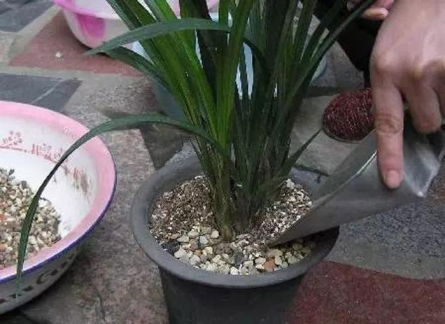 19种“生活垃圾”养花，不花钱不麻烦，随便挑一种，秋天疯长开花