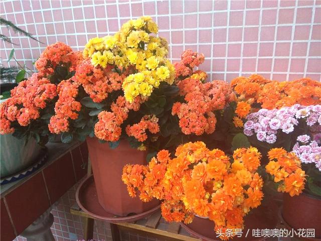 长寿花入秋喝点“汤”，狂长“秋膘”，花苞蹭蹭冒，爆花变花球！