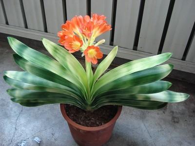 老花农提醒：磷酸二氢钾是好花肥，但是这么用，只会适得其反！
