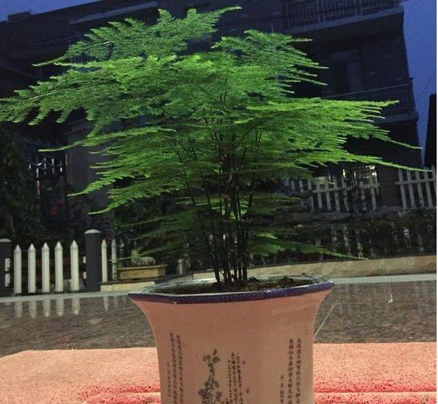 把这个“黑糊糊”的东西扔进盆里，文竹疯长直冒芽，年年开花！