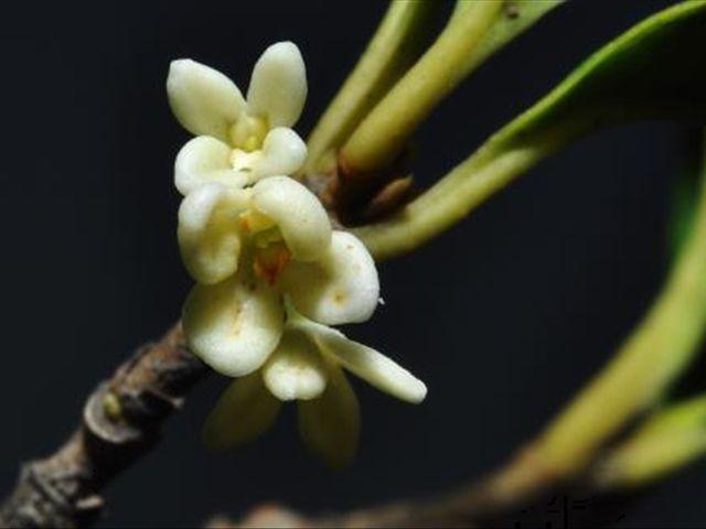 桂花树要如何嫁接，掌握这几个嫁接技巧，让你成为嫁接高手！