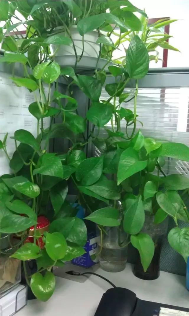 再贵的房子，也要留出位置种上这五种植物，可以吸甲醛！