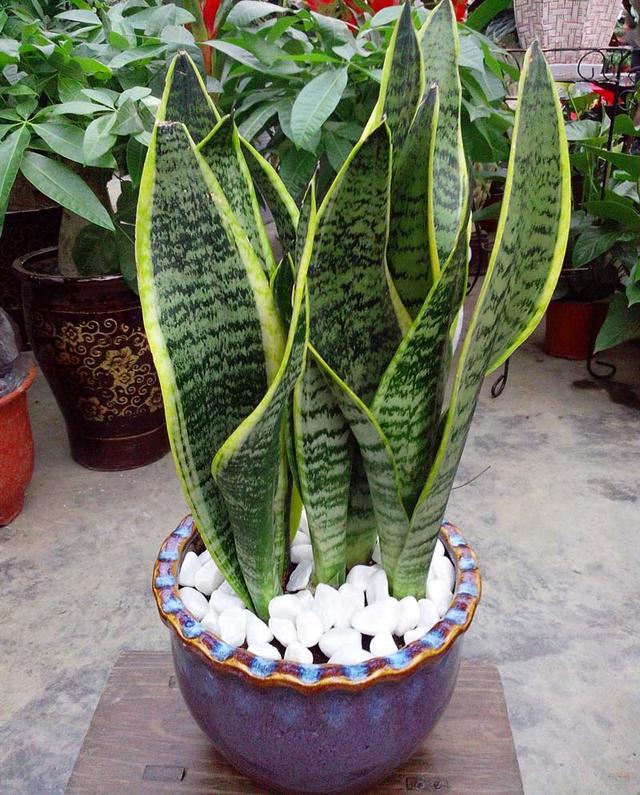 老花农提醒：磷酸二氢钾是好花肥，但是这么用，只会适得其反！