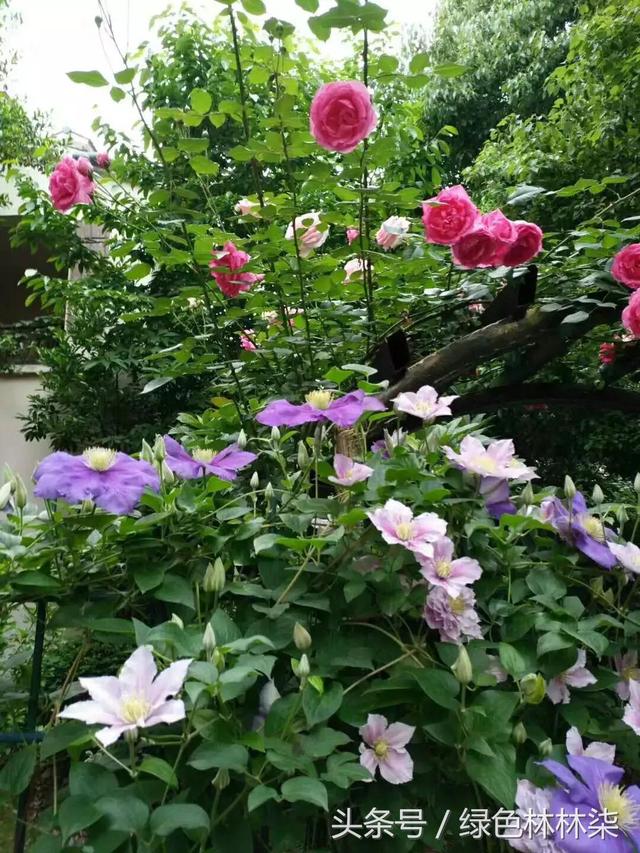 老婆坚持买带小院的房子，如今这样打造庭院变身花园，生活好惬意