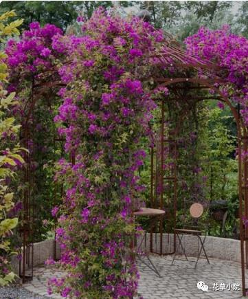 如果有院子，一定要造一个花架，美翻天！