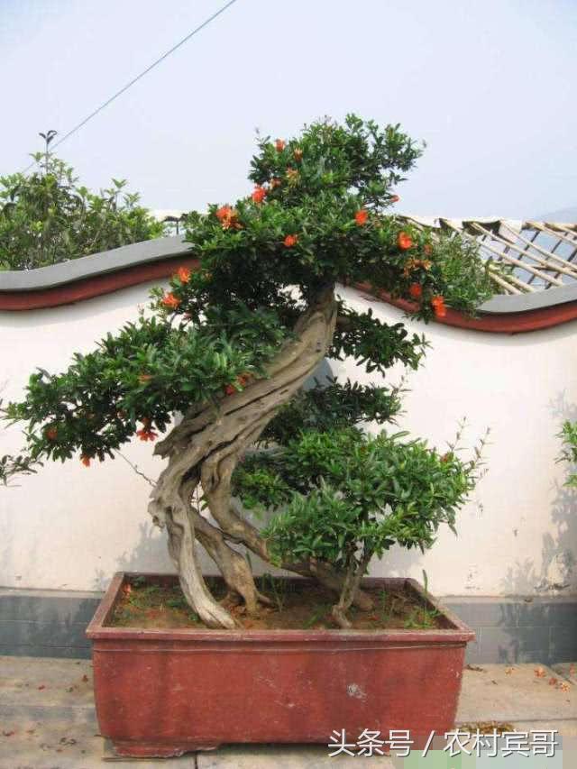 农村人家里的石榴树也可以做成盆景，而且方法简单，很有观赏价值
