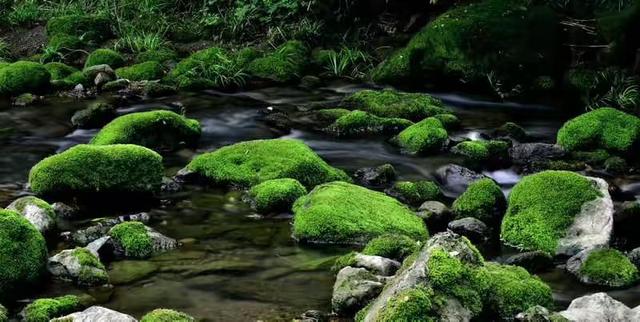 还在用自来水浇盆景？直接放弃算了