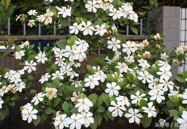 花卉颜色、香味和风景有哪些关系？