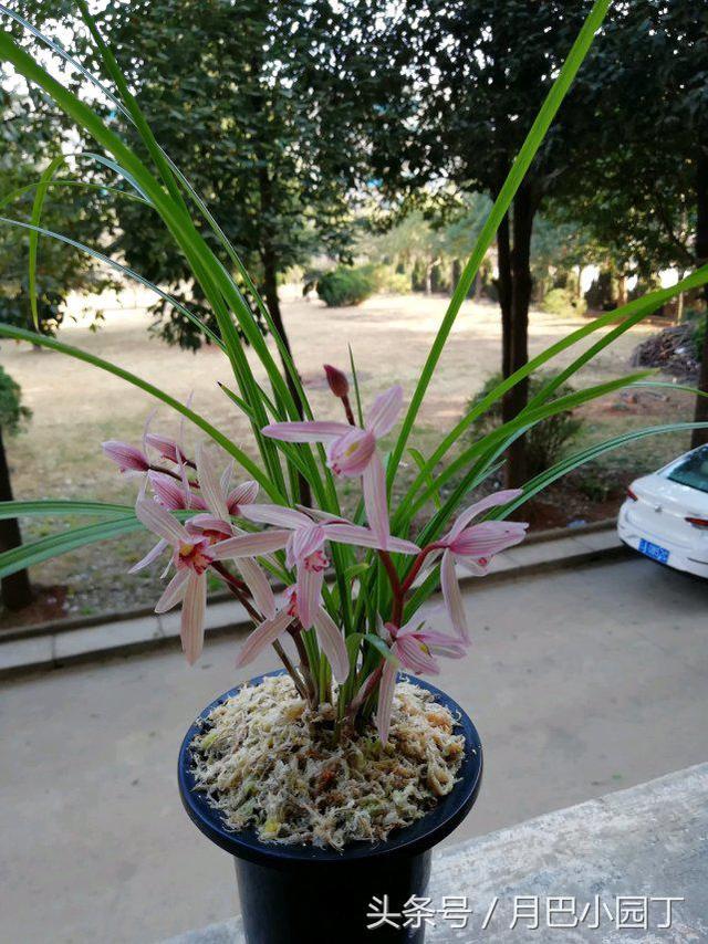 养兰花，抓住3个小喜好，兰花不腐不烂根，花芽呼呼冒，花香十里