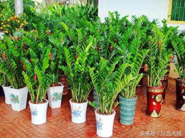 听说这种盆栽能净化空气，还能给人带来好运