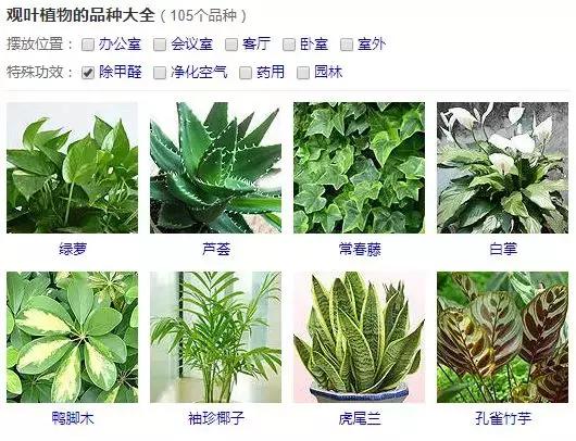 杭州魏老爸为验证绿萝除甲醛效果，买50盆进行测试，却发现……