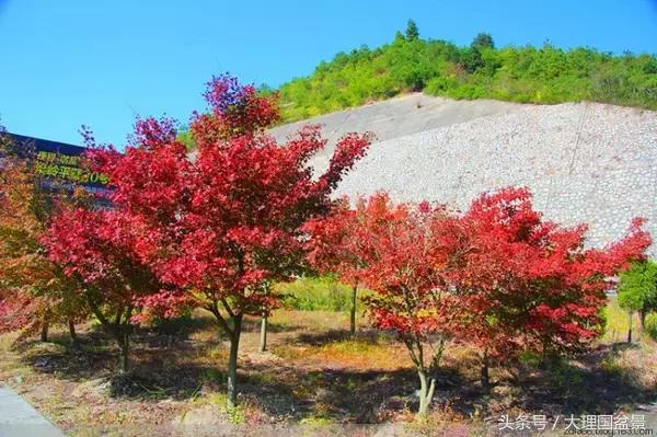 适合种在院子里的花有哪些？