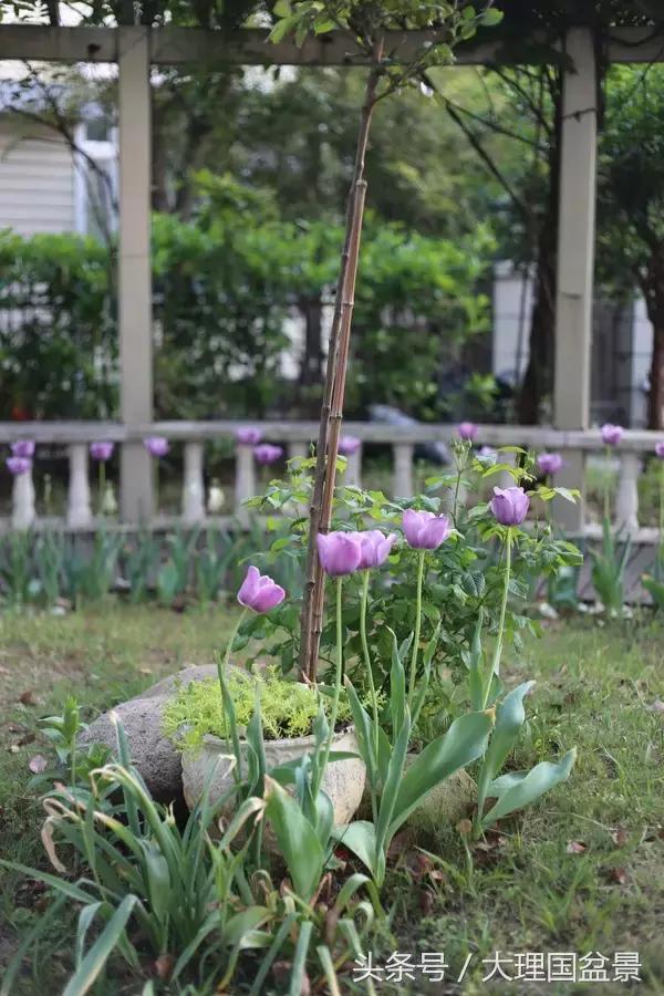 适合种在院子里的花有哪些？