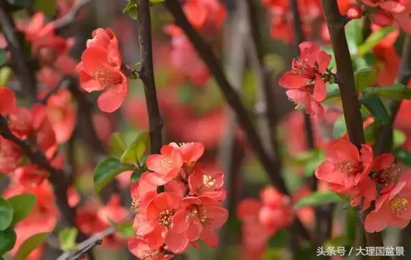 适合种在院子里的花有哪些？