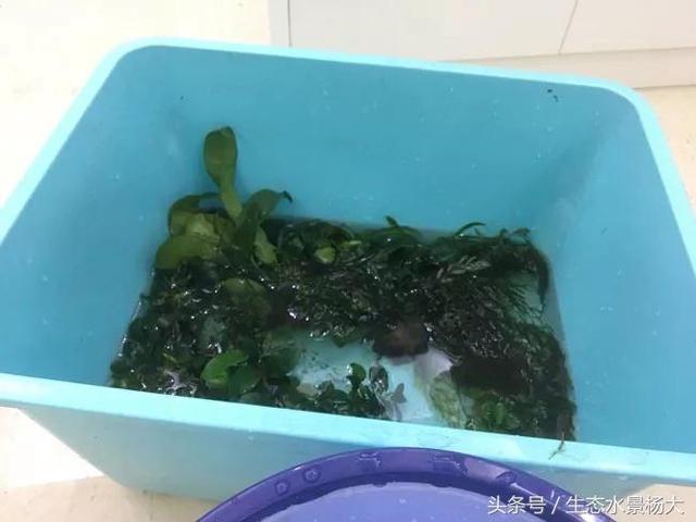 如何在草缸制作中解决换水难题