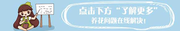 秋冬就得养盆大型花，高端大气又美观，1盆能养20年！