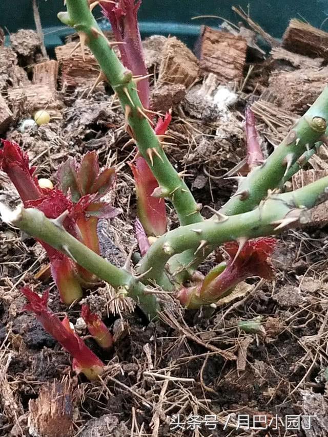 月季笋芽越多越好？错！不做好这一步，月季越长越弱，开花少