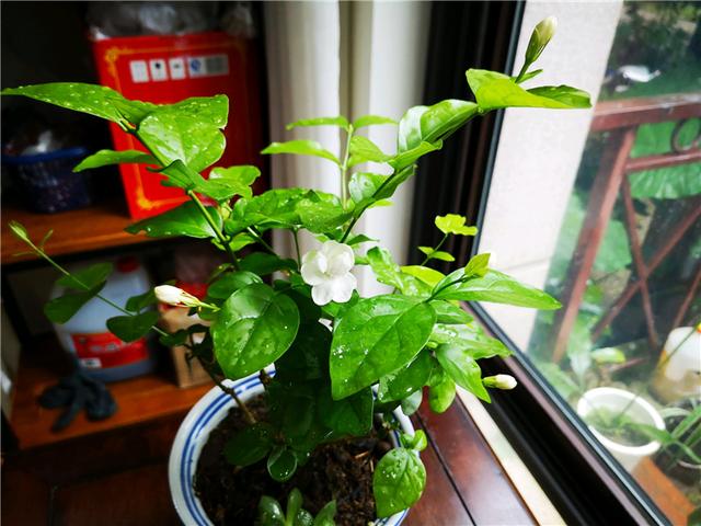 秋天养茉莉做好这四点，花开一茬接一茬，爆盆很轻松！
