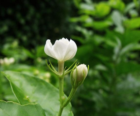 秋老虎来了茉莉花难养，追加点肥料，花开的比夏天还旺！