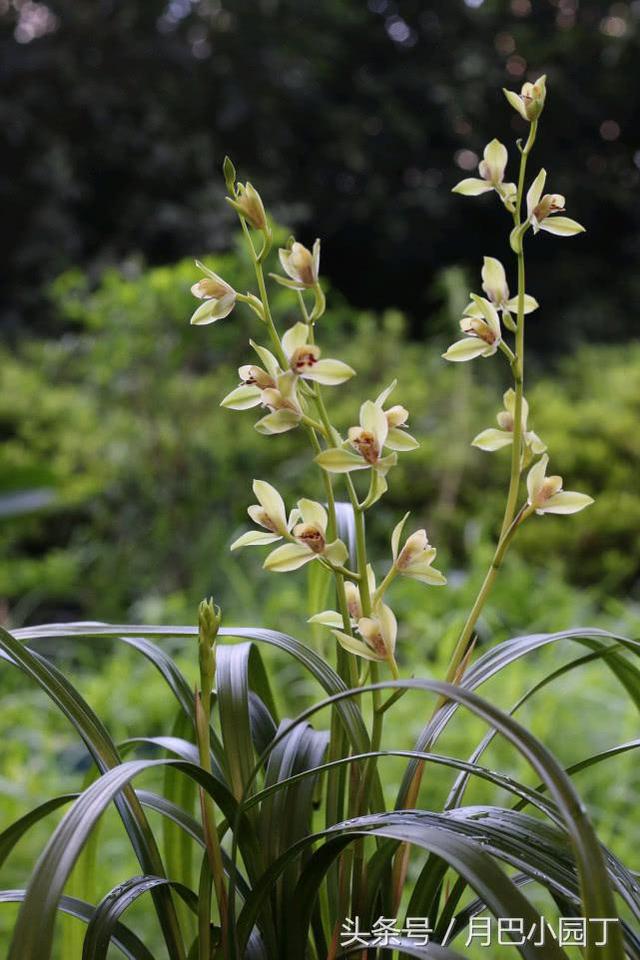 养兰花，抓住3个小喜好，兰花不腐不烂根，花芽呼呼冒，花香十里