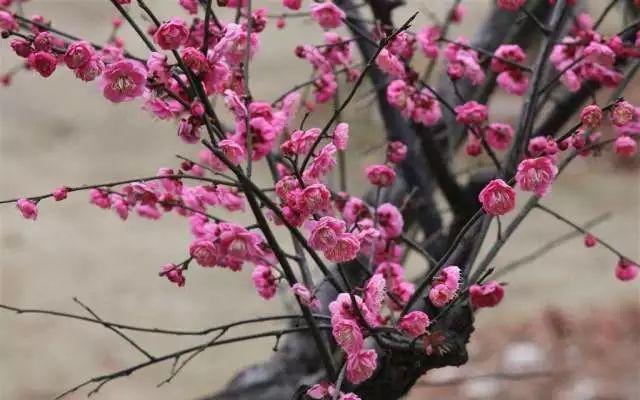 史上最全！庭院花园布置技巧及搭配方案（含案例）｜干货