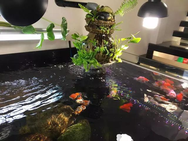 请问家中有两个缸是一种什么体验？你有两个缸，你会怎么安排？