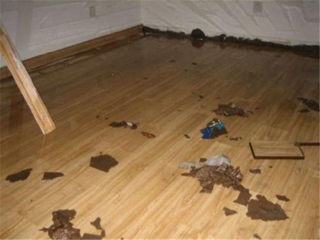 装修后悔没听老公建议，非要装实木地板，白白浪费一万多块钱