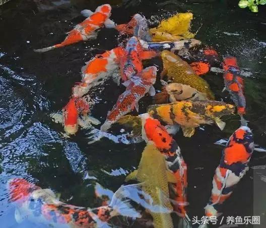 用十几年的庭院鱼池设计经验，和你谈谈庭院锦鲤梦是如何实现的！