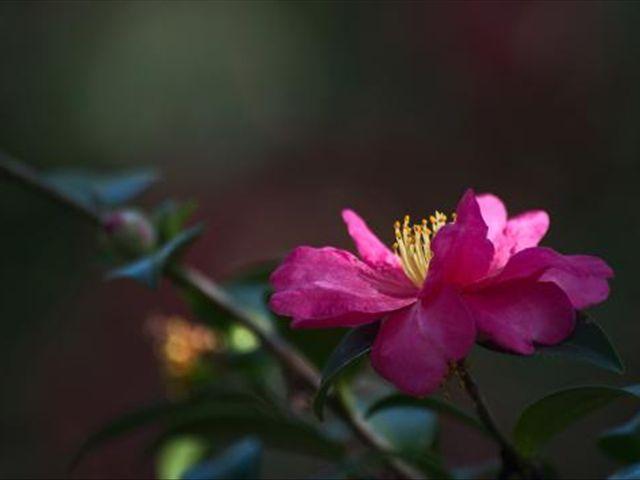 茶花的叶子枯萎，养护时注意这几点，就可以培育出清香美丽的茶花