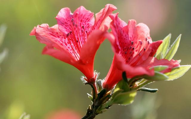 十大名花之一“杜鹃花”, 学会养护技术，四季开花，叶绿花红！