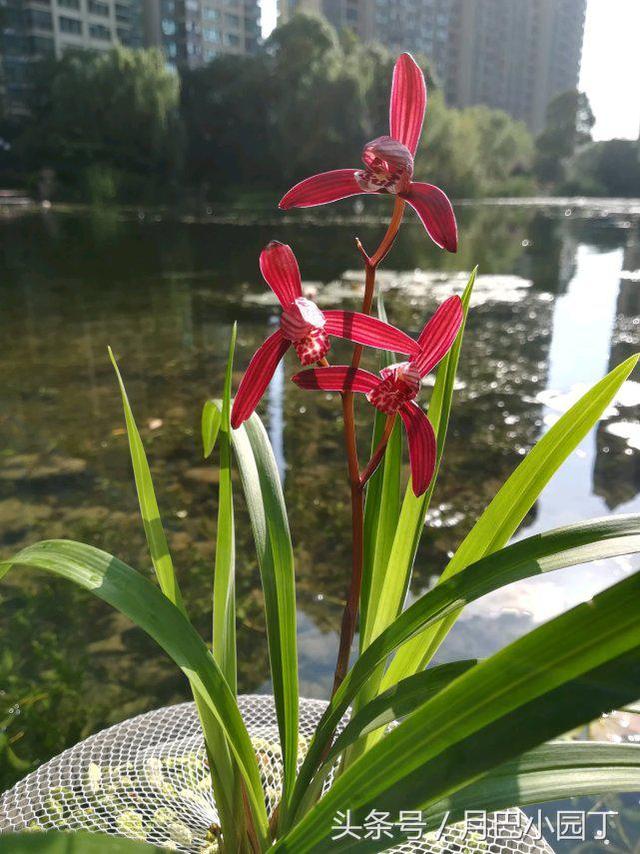 养兰花，抓住3个小喜好，兰花不腐不烂根，花芽呼呼冒，花香十里