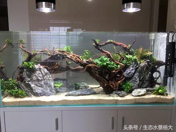 如何在草缸制作中解决换水难题