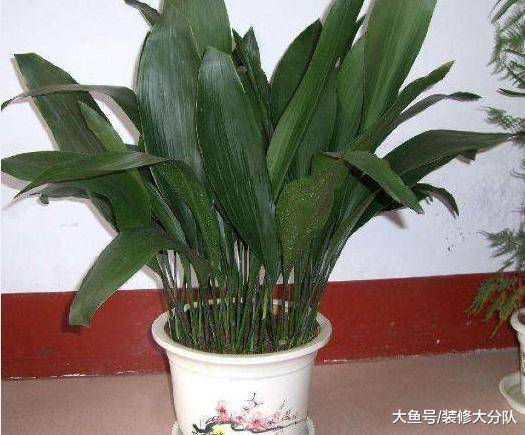 卫生间里放这几种植物, 既净化空气又美观